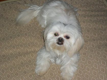 Mon bébé chien :)