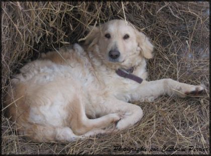 Sassie, la chienne au ranch!