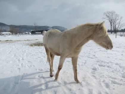 photo par pepitokiss Rosiee :) 2ans au printemps