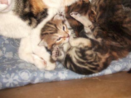 Bébé Mimi