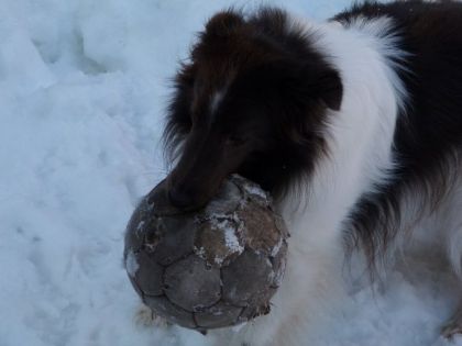 Shadow et sa passion pour le soccer haha * zoomez pour mieux...