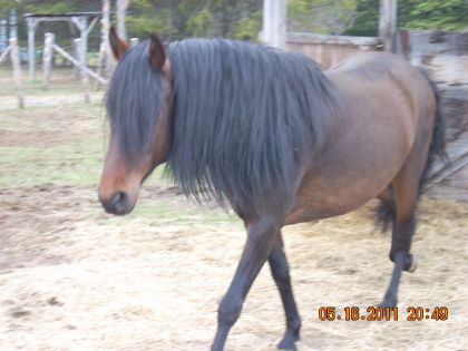 La belle crinière de Pako, le petit paso péruvien