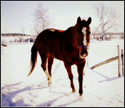 mon cheval à matin!