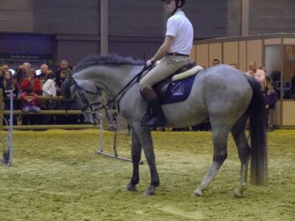 Poney au Salon de l'Agriculture 2012 a Paris