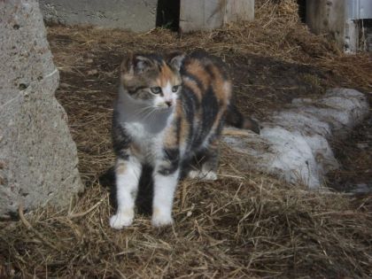 Petit chatte d'espagne :)