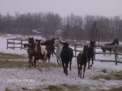 Troupeau de chevaux en hiver