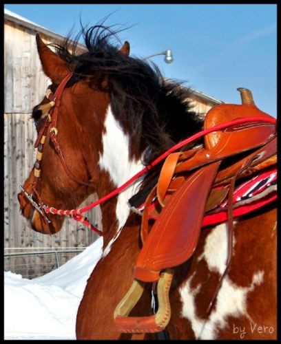 Vasko, cheval de Raiinb0w_x, avec son beau p'tit kit ! :-)