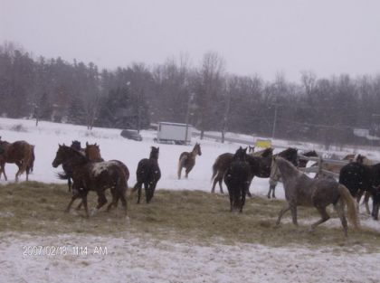 Troupeau de chevaux