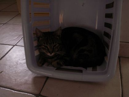 Mon Flam' tu me manque revient !