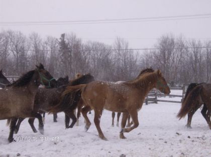 reunion de manon et bebe ( les cheval avec les licou vert)