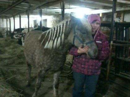 moi pis ma pouliche Loona, haflinger croiser