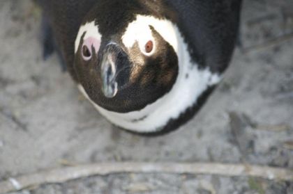 Pinguin, Cap de Bonne Esp&egrave;rence Afrique du Sud cet &eacute;t&eacute; 