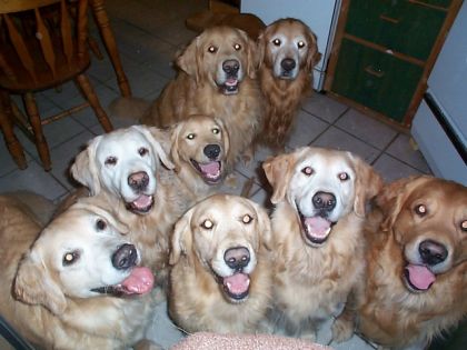 La Famille Elwinland Golden Retriever