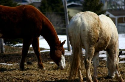 Les chevaux que je m'occupe pendant 10 mois :) chevaux de la...