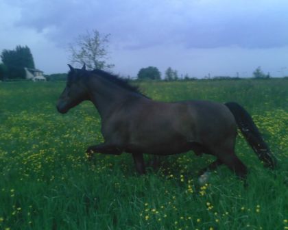 Prince dans sa pature