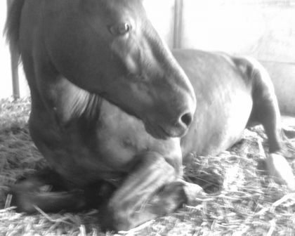 en boxe &#9829; Prince