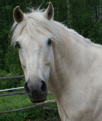 Image de Kondor, canadien blanc, prise par Conny Bono