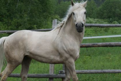 Encore une fois mon petite Canadien blanc, photo de Conny bono