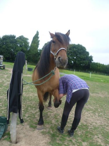Mon autre cheval ! 10ans ensemble <3 Ma Princesse <3