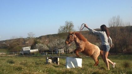 mon poney fripon qui saute