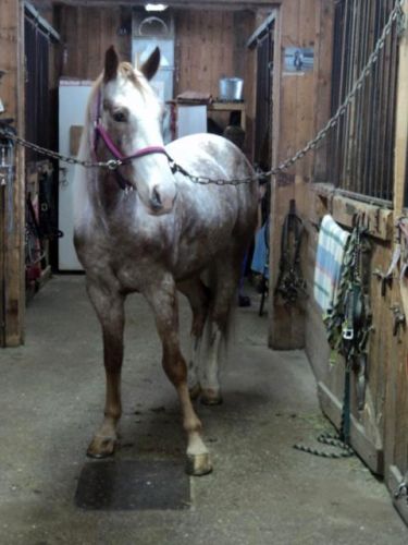 Poney m'en a fait voir de toutes les couleurs cet hiver encore !...