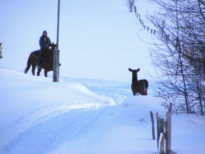 cerf et cheval wow