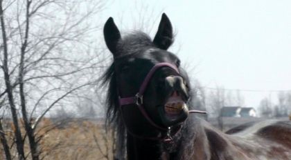 Ma première photo de flehmen lol Le beau Néo, pensionnaire de...