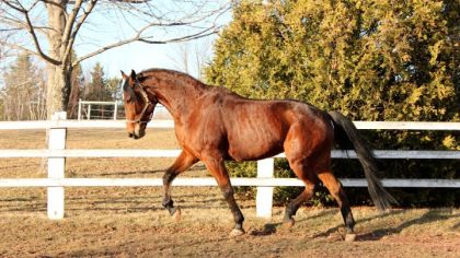MOn Hustle qui sort ses allure de dressage, garrot bien monter...