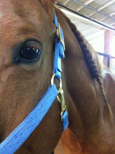 je l'aime mon gelding 