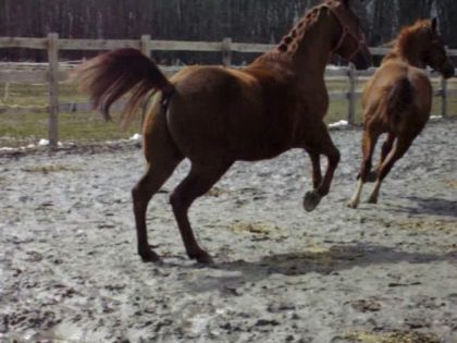 Doc's en d&eacute;part au galop!