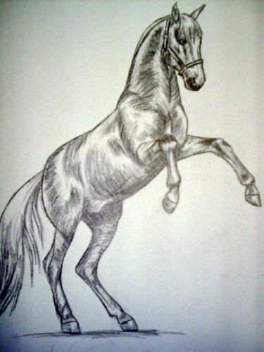 photo par Myhorsez