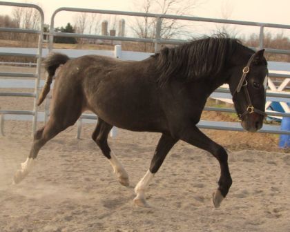 Mon poney Barry