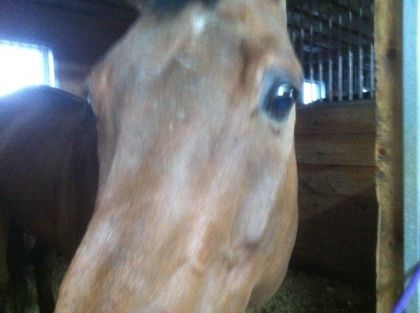 La face de mon bb Magnum...en gros plan!