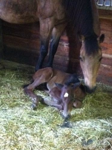 Une petite sieste avec maman qui veille! 