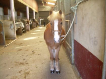 Quaty avec ses beaux sabots graissés