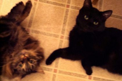 2 de mes chats. Miou et Alto. (en passant le noir est à donner).