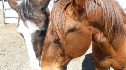 mes deux bebe qui se font des bisoux (L)