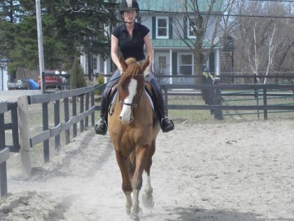 Mon nouveau poulain Cabalito LLWB (3 ans)