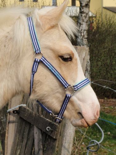 photo par satouk117 Mon ptit poilu avec son nouveau licol, il grandit mon coco :)