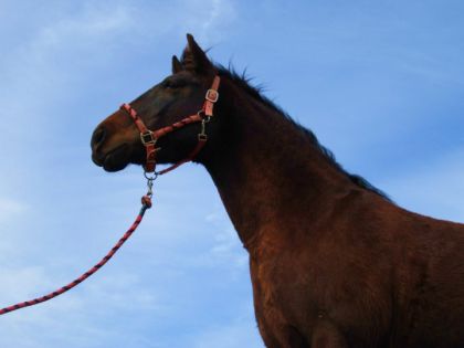 Fidelle lors d'une séance photo avec les chevaux !