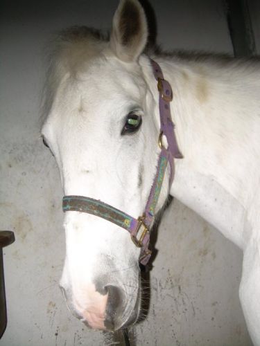 Hippie ponette qui est malheureusement parti du club il y a...