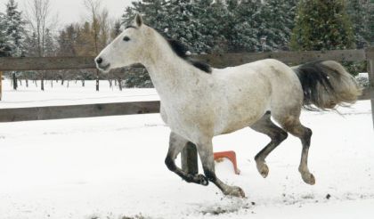 photo par Mariepier4 Dapple qui profite de la neige qui a tomber cette nuit :) * Dsl...