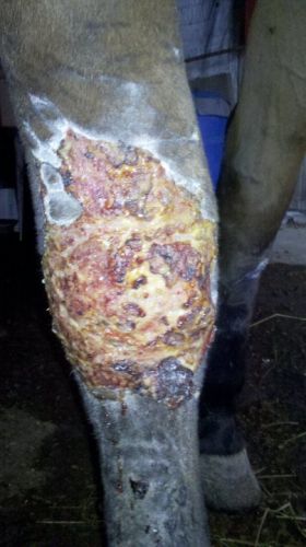 blessure de duchesse la jument de ma tante