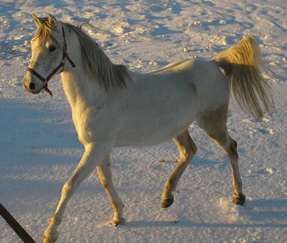 Simba de Maha, arabe