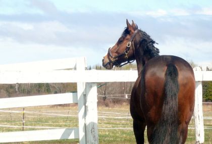 Voici Si-No, mon tout nouveau cheval, le premier :)