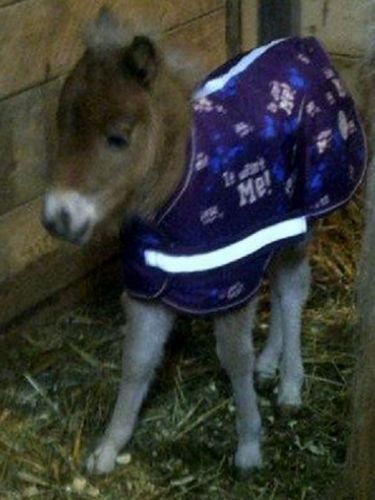 Voici Kinder, ma pouliche de 2 semaines