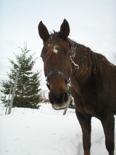 café, jument standardbred à la retraite