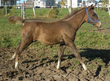 jethro, poulain arabe/qh