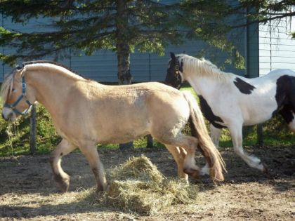 Nouvel maison, nouvel ami, Cash et Oslo s'entendent bien!