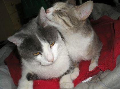 Printemps et Hamster, une vraie histoire d'amour entre ces...